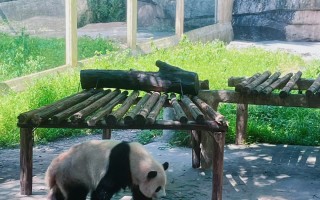 ysbSPORTS-重庆力帆客场战胜深圳熊猫，领先保级